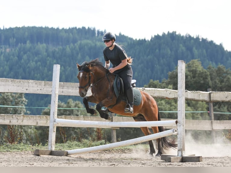 More ponies/small horses Mix Gelding 10 years 13,1 hh Brown in Sankt Veit an der Glan