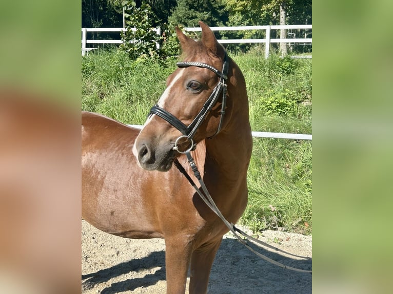 More ponies/small horses Gelding 10 years 13,2 hh Brown in Pelmberg