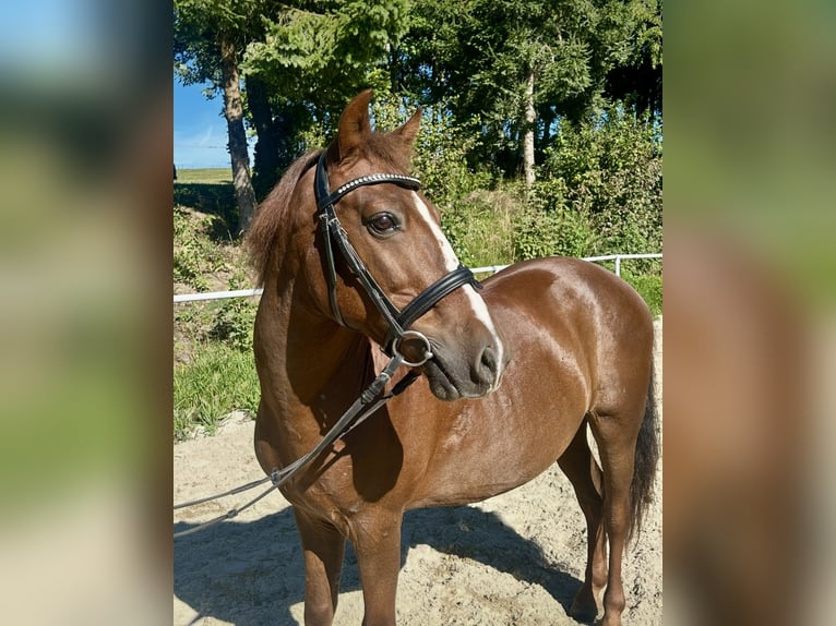More ponies/small horses Gelding 10 years 13,2 hh Brown in Pelmberg