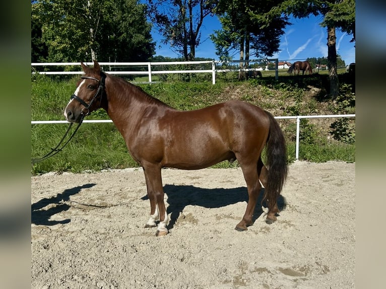 More ponies/small horses Gelding 10 years 13,2 hh Brown in Pelmberg