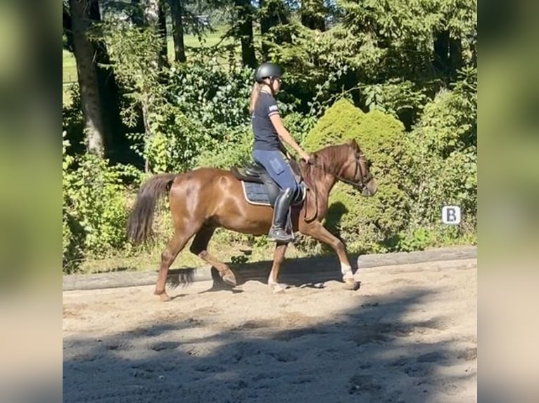 More ponies/small horses Gelding 10 years 13,2 hh Brown in Pelmberg