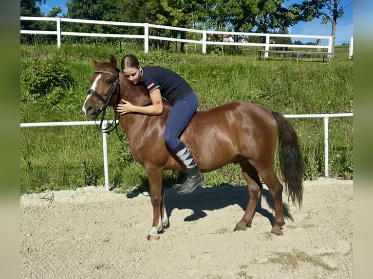 More ponies/small horses Gelding 10 years 13,2 hh Brown in Pelmberg