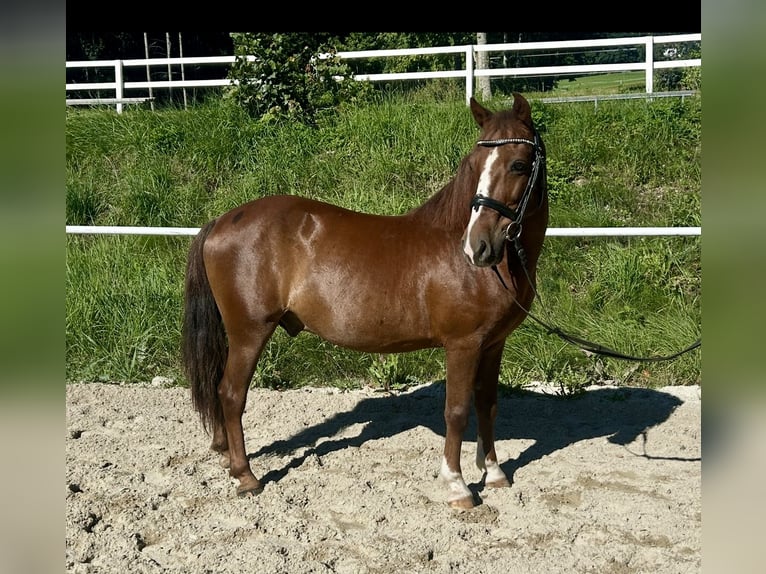 More ponies/small horses Gelding 10 years 13,2 hh Brown in Pelmberg