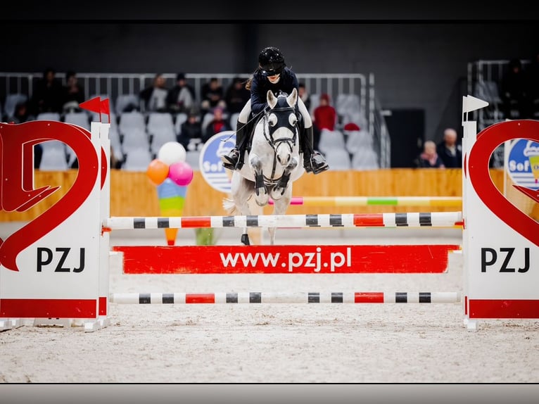 More ponies/small horses Mix Gelding 10 years 13,2 hh Gray in &#x15A;wierklaniec