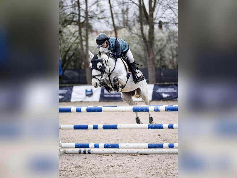 More ponies/small horses Mix Gelding 10 years 13,2 hh Gray in &#x15A;wierklaniec