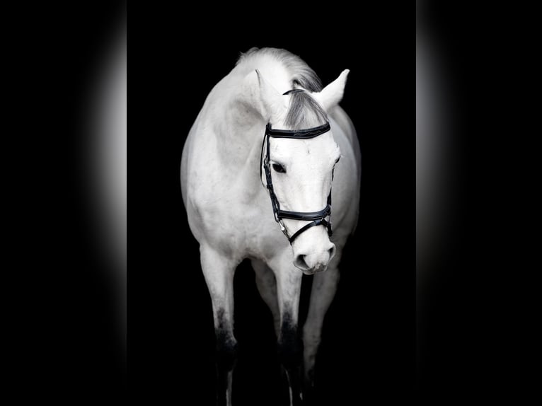 More ponies/small horses Mix Gelding 10 years 13,2 hh Gray in &#x15A;wierklaniec