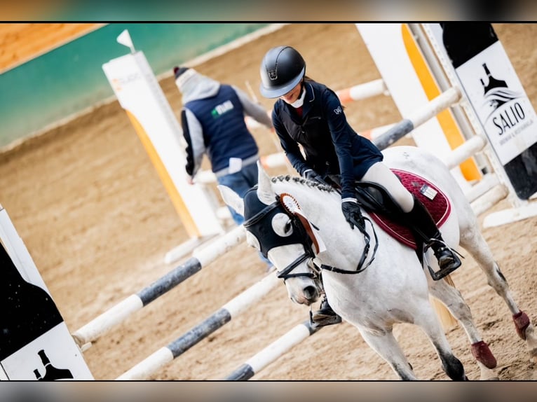 More ponies/small horses Mix Gelding 10 years 13,2 hh Gray in &#x15A;wierklaniec