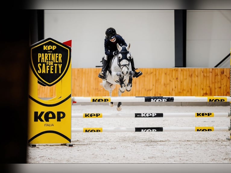 More ponies/small horses Mix Gelding 10 years 13,2 hh Gray in &#x15A;wierklaniec