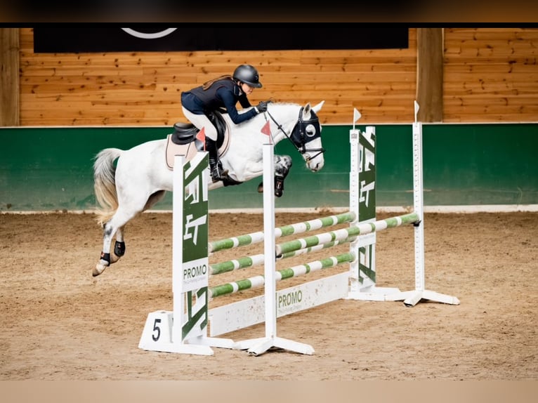 More ponies/small horses Mix Gelding 10 years 13,2 hh Gray in &#x15A;wierklaniec