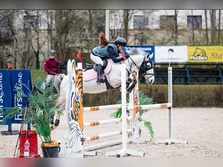 More ponies/small horses Mix Gelding 10 years 13,2 hh Gray in &#x15A;wierklaniec