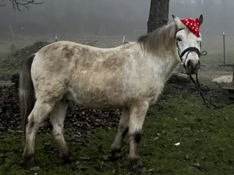 More ponies/small horses Gelding 10 years 13,2 hh Leopard-Piebald in Ursensollen