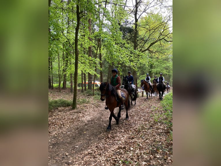 More ponies/small horses Gelding 10 years 14.1 hh Brown in Delbrück