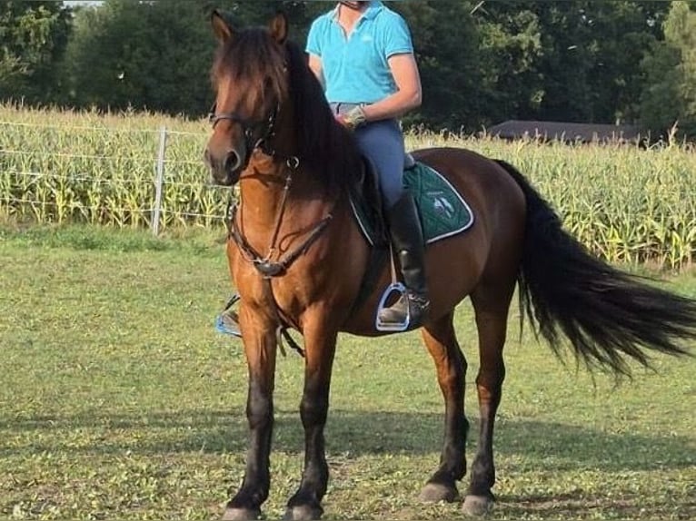 More ponies/small horses Gelding 10 years 14.1 hh Brown in Delbrück