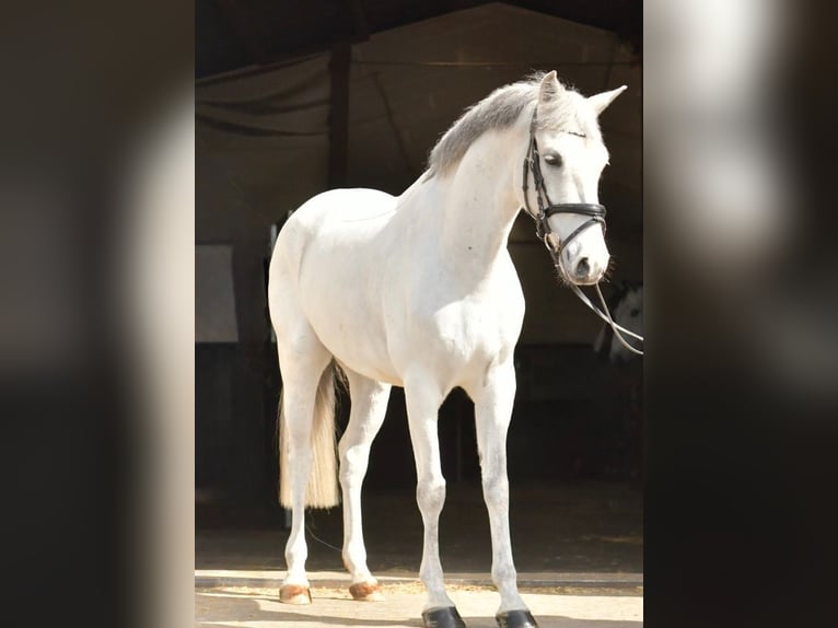 More ponies/small horses Gelding 10 years 14.1 hh Grey in Geilenkirchen