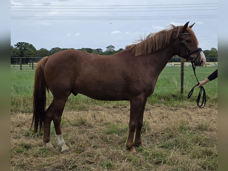 More ponies/small horses Gelding 10 years 14.2 hh Chestnut-Red in Wachtendonk