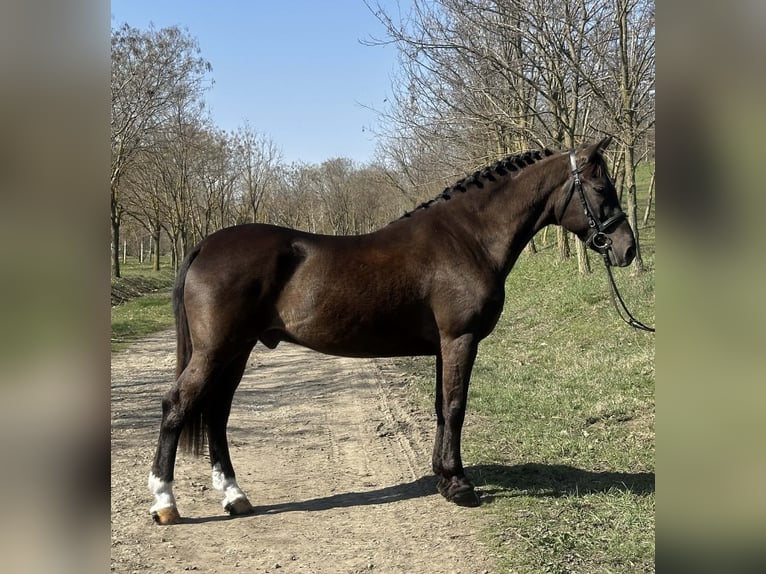 More ponies/small horses Mix Gelding 10 years 14,1 hh Brown in Békéscsaba