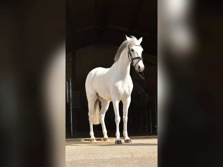 More ponies/small horses Gelding 10 years 14,1 hh Grey in Geilenkirchen