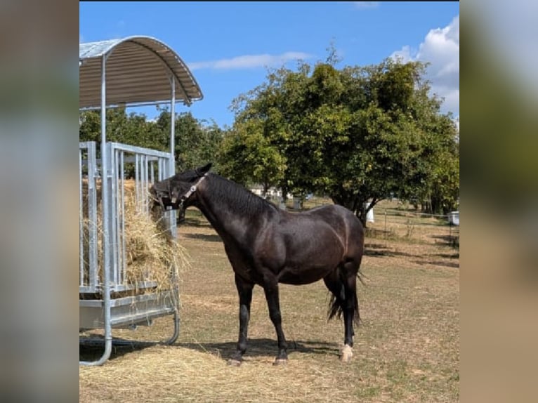 More ponies/small horses Gelding 10 years 14,2 hh Bay-Dark in Widdern