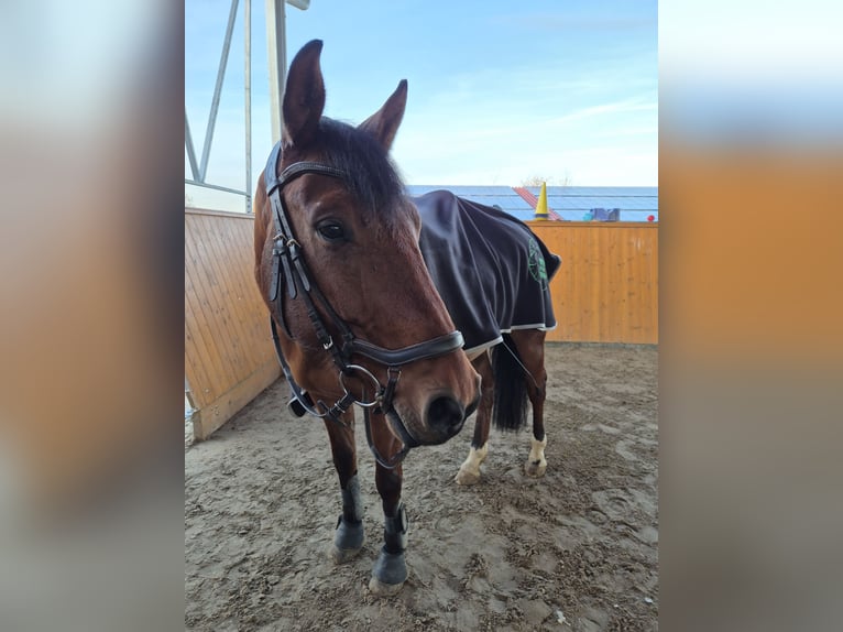 More ponies/small horses Mix Gelding 10 years 15,1 hh Brown in Dittelbrunn