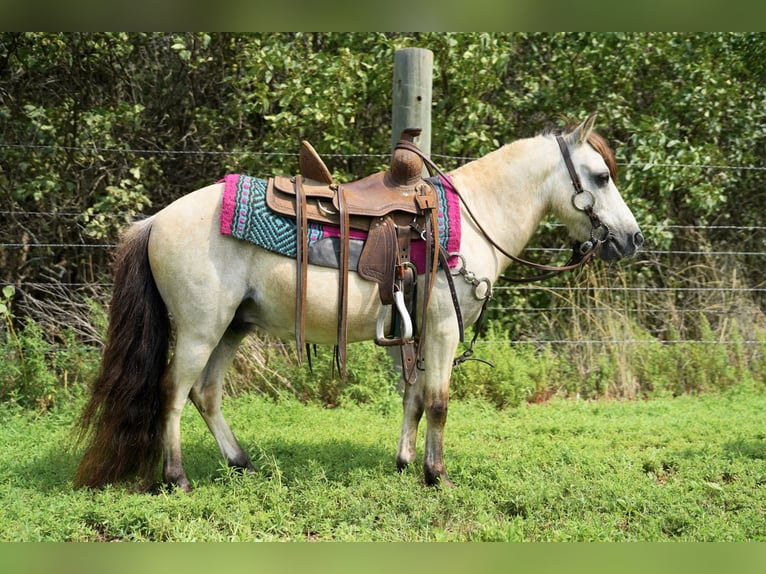 More ponies/small horses Gelding 10 years 8,1 hh Buckskin in Corsica