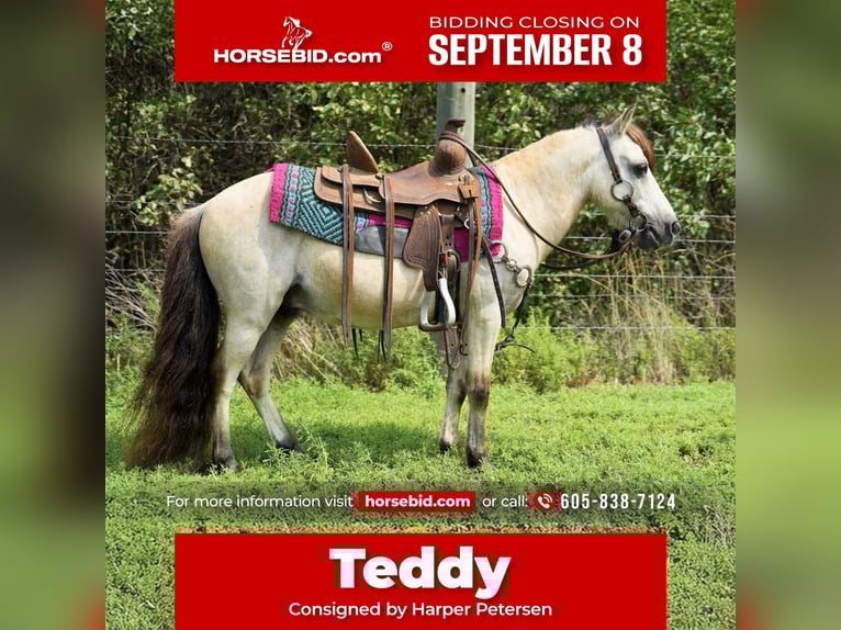 More ponies/small horses Gelding 10 years 8,1 hh Buckskin in Corsica