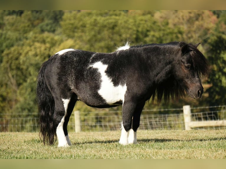 More ponies/small horses Gelding 10 years 8,1 hh Pinto in Fresno