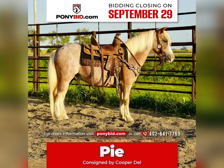 More ponies/small horses Gelding 10 years 8,1 hh Roan-Red in Corsica