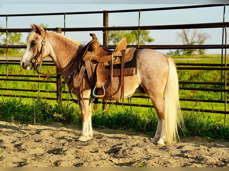 More ponies/small horses Gelding 10 years 8,1 hh Roan-Red in Corsica