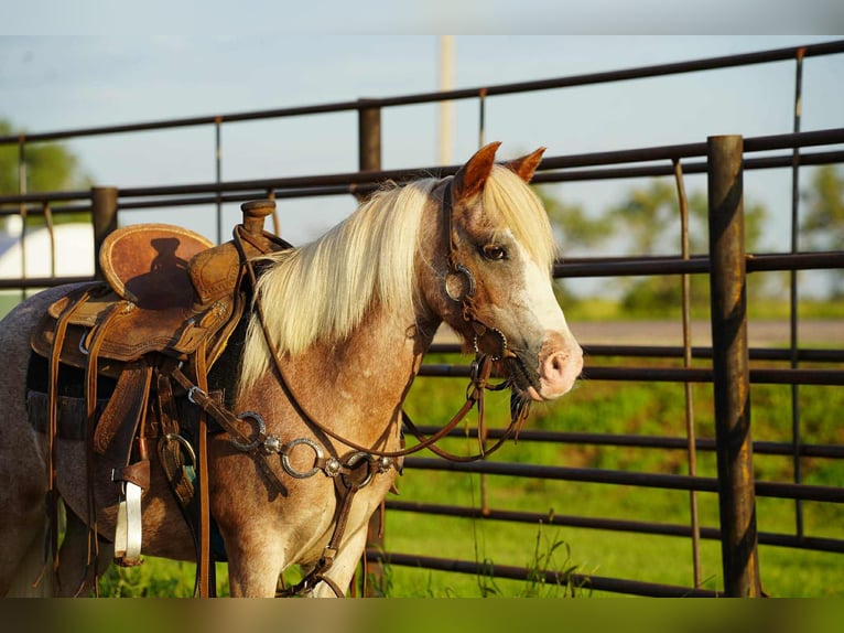 More ponies/small horses Gelding 10 years 8,1 hh Roan-Red in Corsica