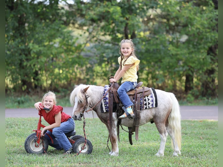 More ponies/small horses Gelding 10 years 8,2 hh Pinto in Sedalia