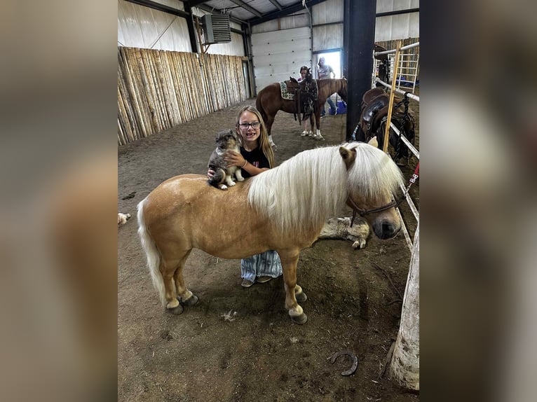 More ponies/small horses Gelding 10 years 8 hh Palomino in Corsica, SD