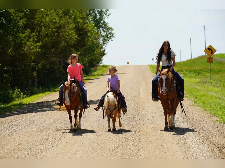 More ponies/small horses Gelding 10 years 8 hh Palomino in Corsica, SD
