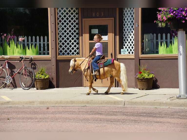 More ponies/small horses Gelding 10 years 8 hh Palomino in Corsica, SD