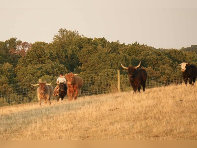 More ponies/small horses Gelding 10 years 8,1 hh Pinto in Fresno