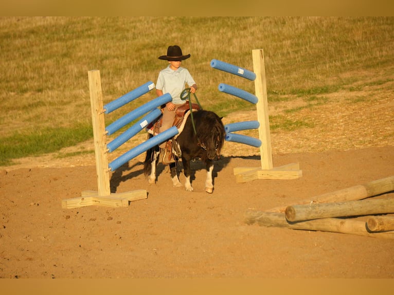 More ponies/small horses Gelding 10 years 8,1 hh Pinto in Fresno