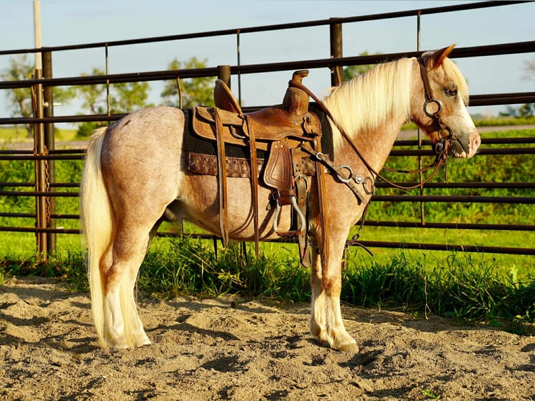 More ponies/small horses Gelding 10 years 8,1 hh Roan-Red in Corsica