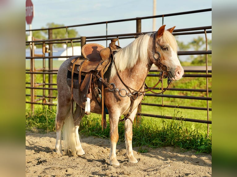 More ponies/small horses Gelding 10 years 8,1 hh Roan-Red in Corsica