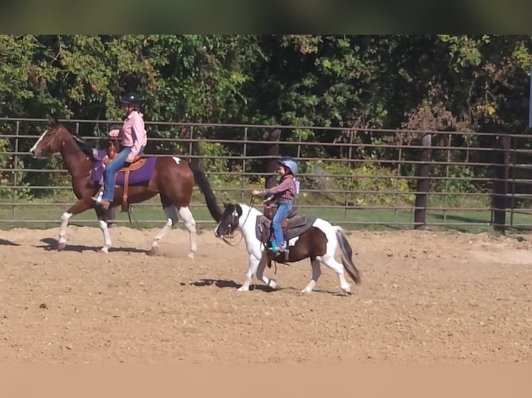More ponies/small horses Gelding 10 years 9,1 hh Pinto in Bellevue