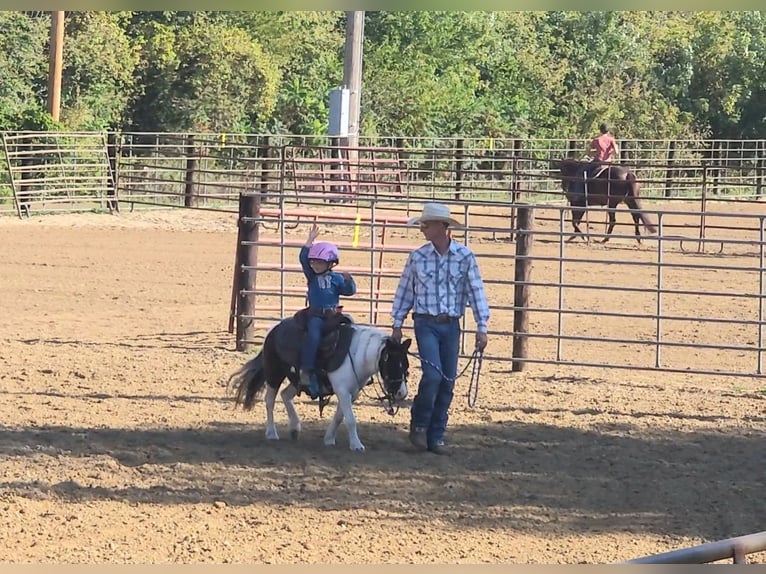More ponies/small horses Gelding 10 years 9,1 hh Pinto in Bellevue