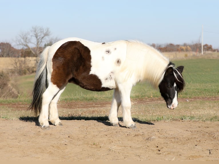 More ponies/small horses Gelding 10 years 9,1 hh Pinto in Bellevue