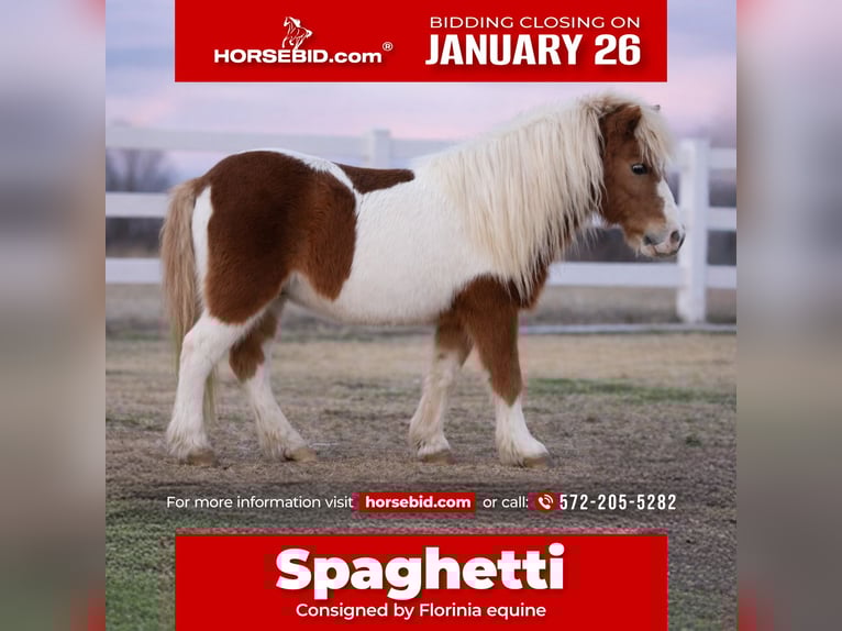 More ponies/small horses Gelding 10 years 9.2 hh Pinto in Guthrie