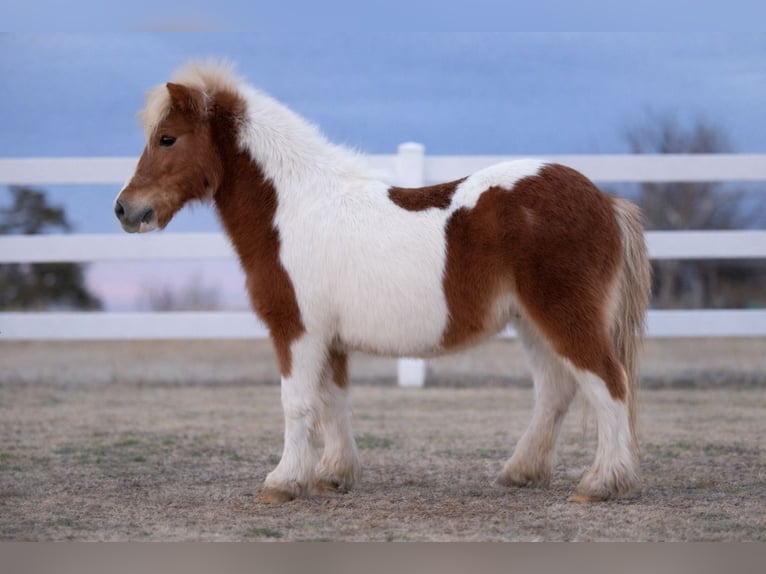 More ponies/small horses Gelding 10 years 9.2 hh Pinto in Guthrie