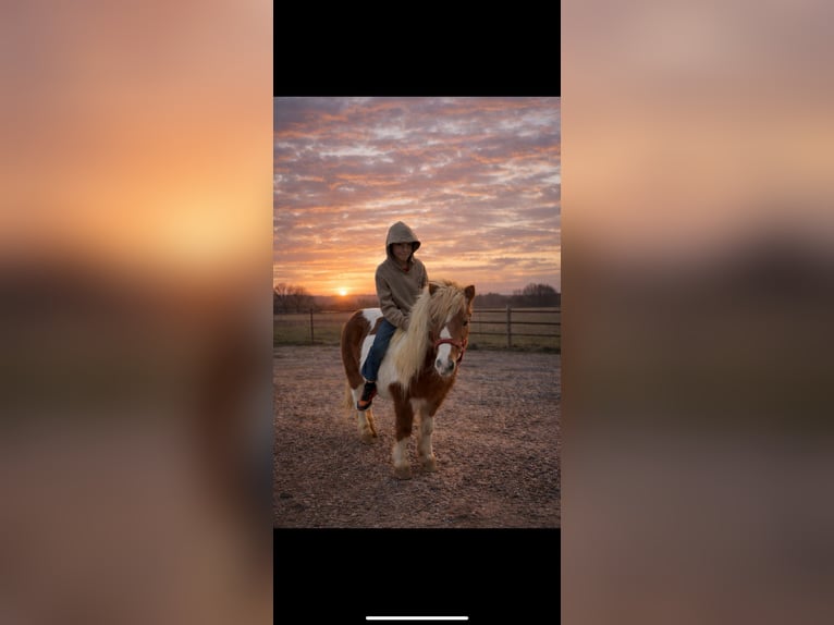 More ponies/small horses Gelding 10 years 9.2 hh Pinto in Guthrie