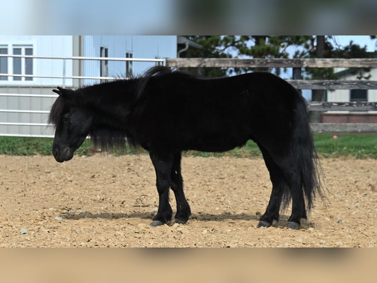 More ponies/small horses Gelding 10 years 9 hh Black in Fredericksburg