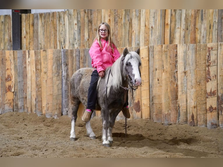 More ponies/small horses Gelding 10 years 9 hh Grey in Corsica