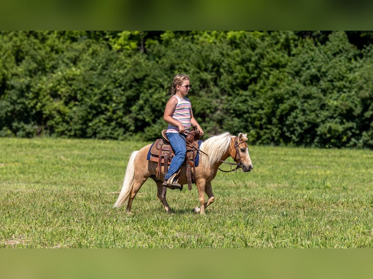 More ponies/small horses Gelding 10 years 9 hh Palomino in Ewing