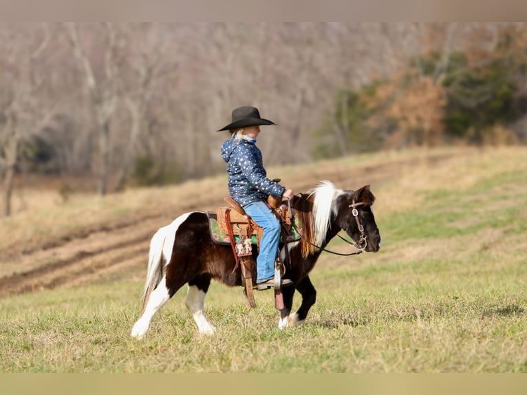 More ponies/small horses Gelding 10 years 9 hh Pinto in Mount Vernon