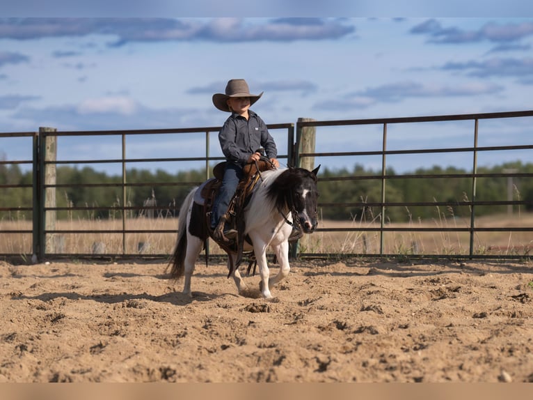 More ponies/small horses Gelding 10 years 9 hh Pinto in Nevis