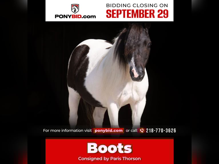 More ponies/small horses Gelding 10 years 9 hh Pinto in Nevis