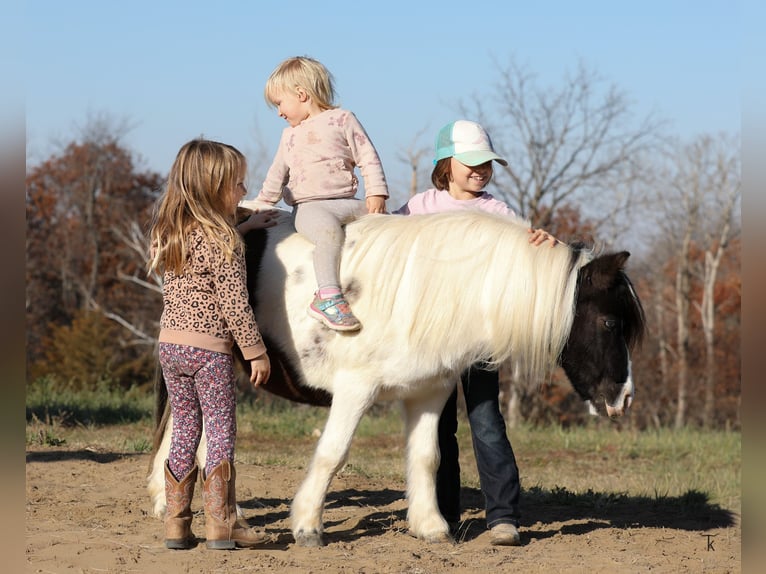 More ponies/small horses Gelding 10 years 9,1 hh Pinto in Bellevue